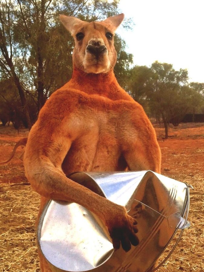 This is a Buff Kangaroo