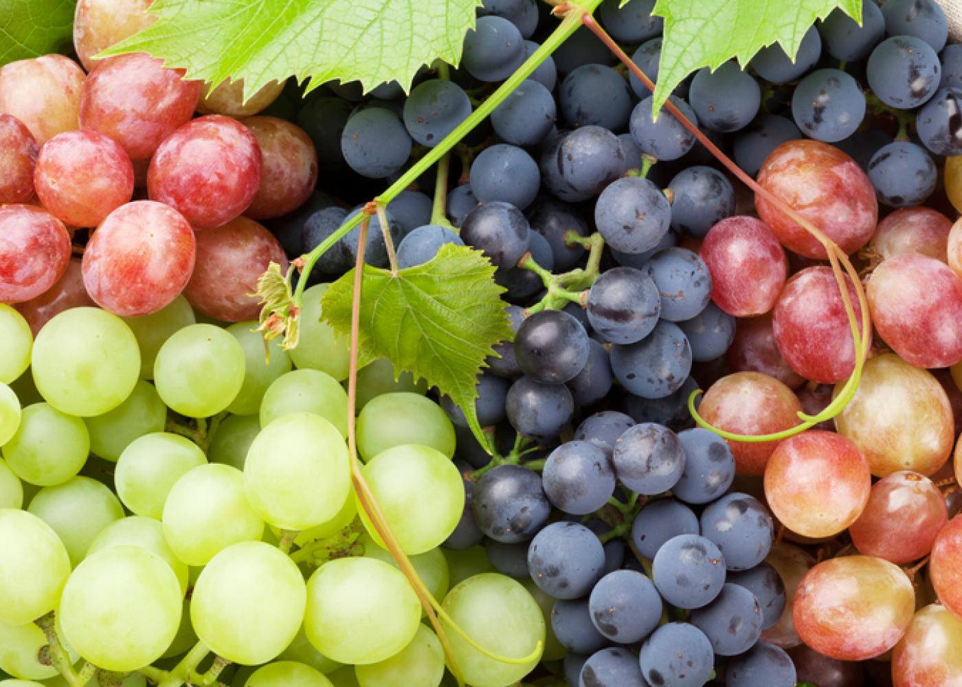 Purple grapes discount
