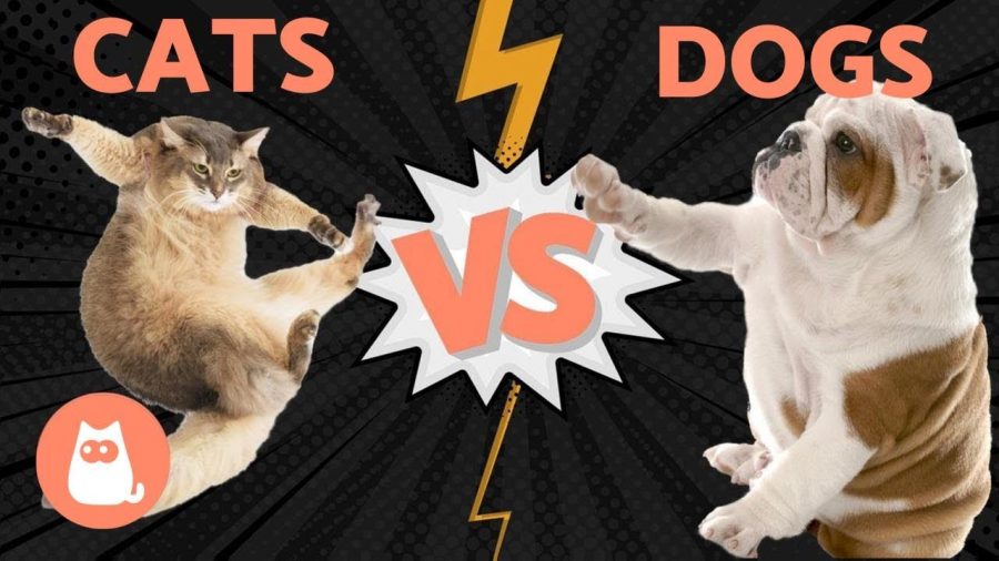 Cats vs Dogs: Ending the Debate