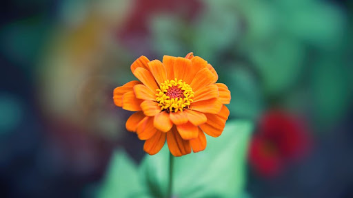 The Most Breathtaking Flower Shows