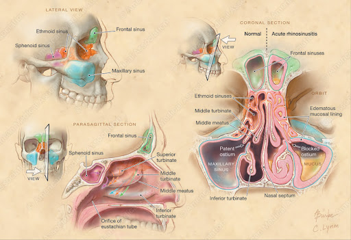 What is Biomedical Illustration?