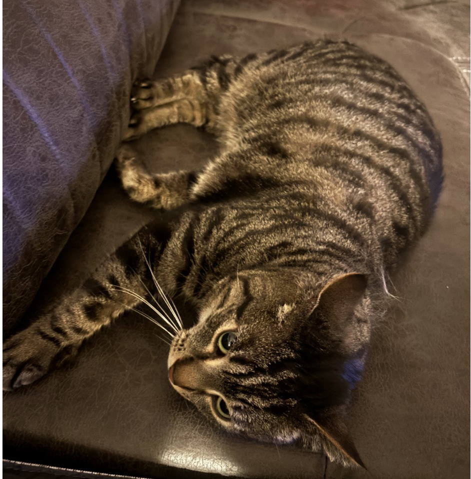Does My Cat Know It Exists?