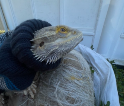 Why you Should Adopt a Bearded Dragon